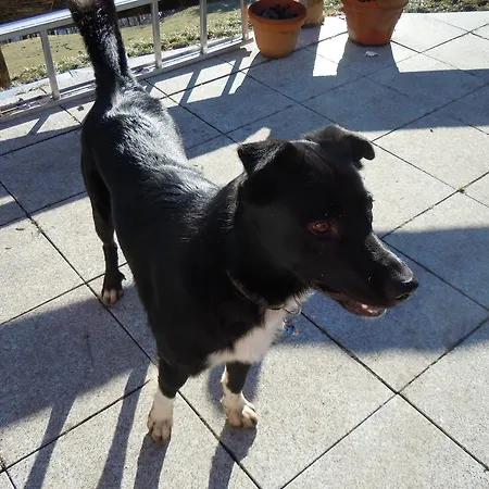 Апартаменти Areithof *