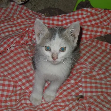 Апартаменти Areithof