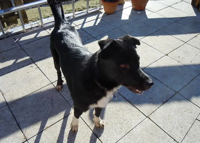 Apartamento Areithof *