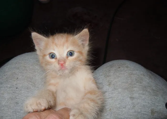 Apartamento Areithof